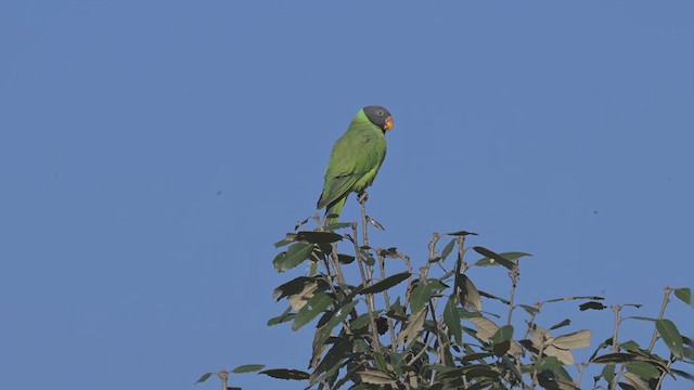 Slaty-headed Parakeet - ML626406096