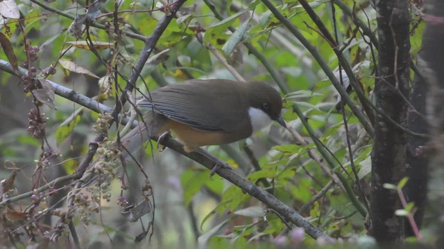 White-throated Laughingthrush - ML626406136