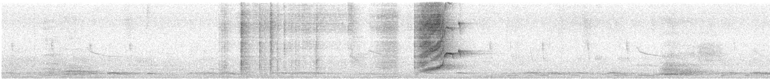 Great-tailed Grackle (Great-tailed) - ML626406246