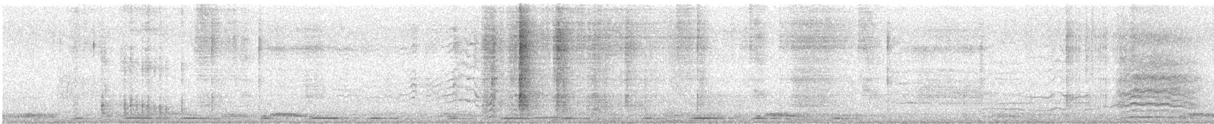 Great-tailed Grackle (Great-tailed) - ML626406310