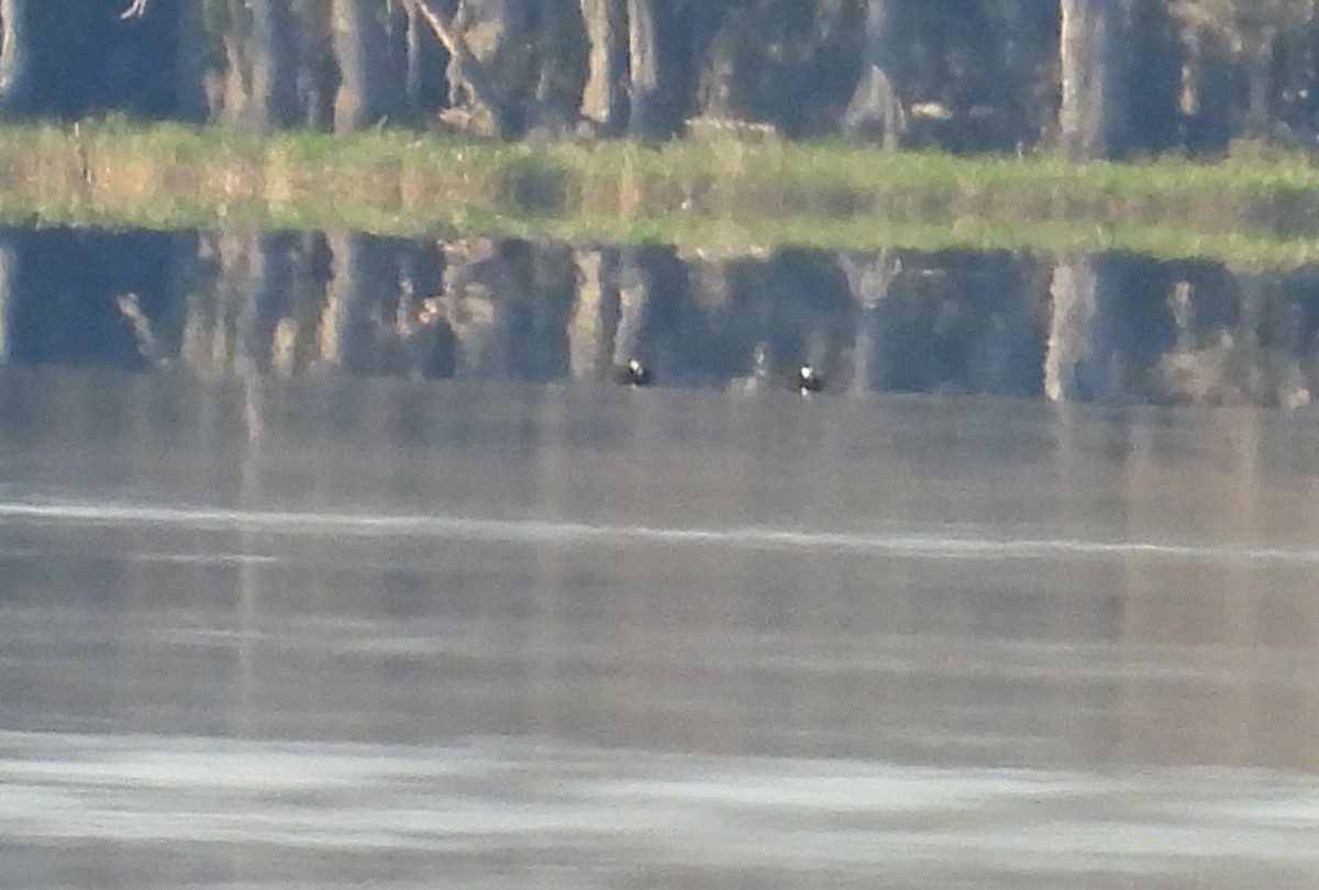 Surf Scoter - ML626406360