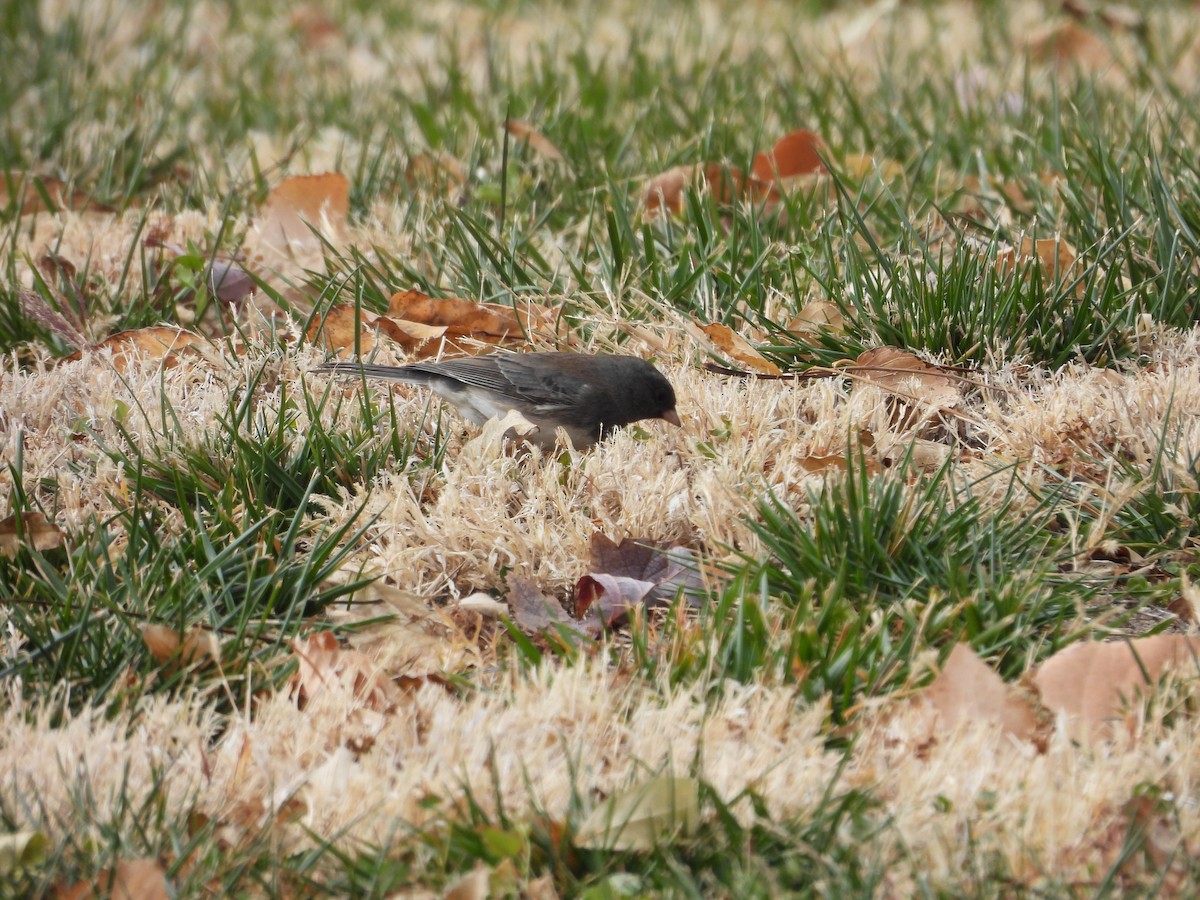 Серый юнко (hyemalis/carolinensis/cismontanus) - ML626406576