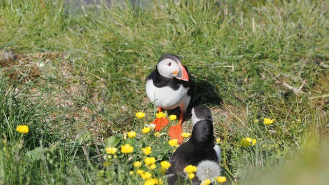Atlantic Puffin - ML626406672