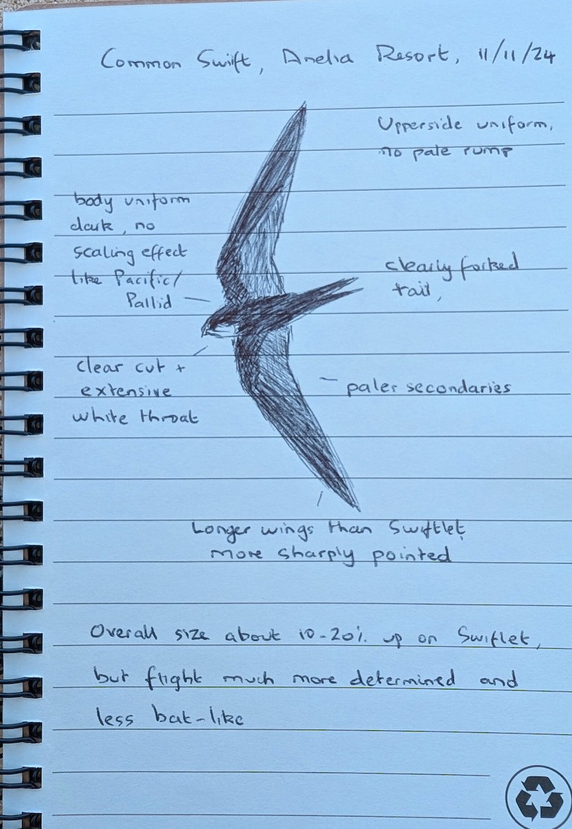 Common Swift - ML626406739