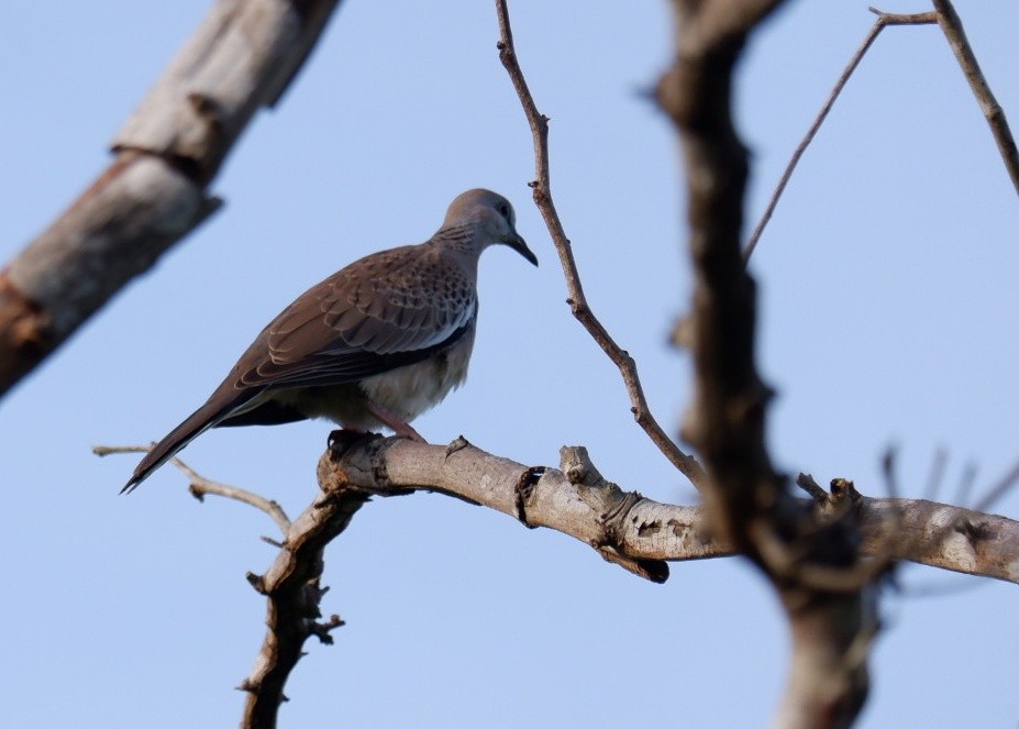 Spotted Dove - Wanatsanan Bumrungpong