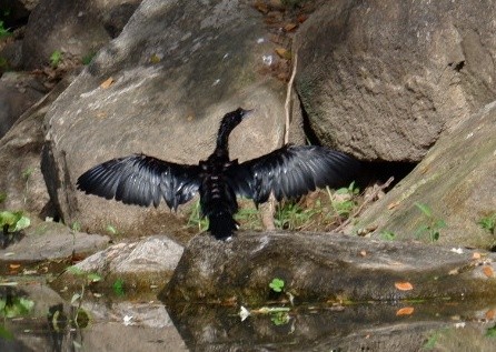 Little Cormorant - Wanatsanan Bumrungpong