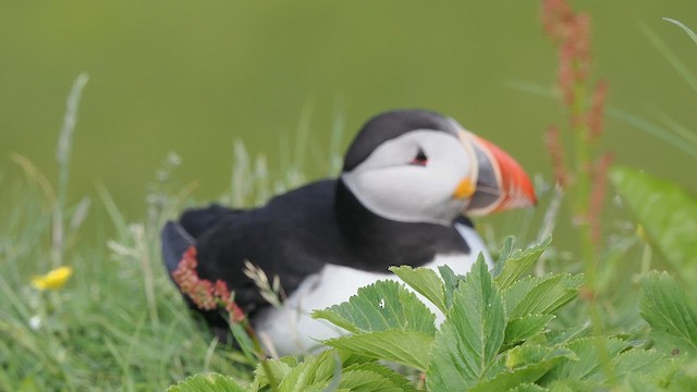 Atlantic Puffin - ML626406796