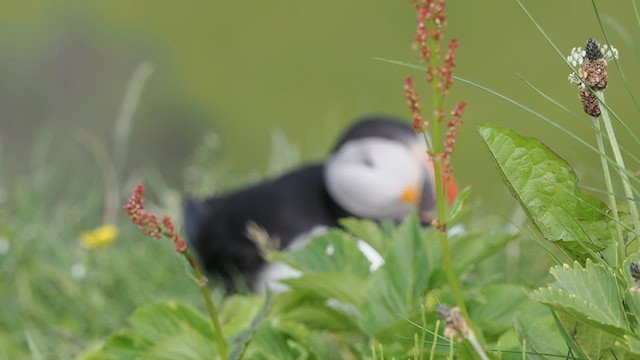 Atlantic Puffin - ML626406826