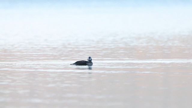 Мөнгөлөг шунгаахай - ML626406832
