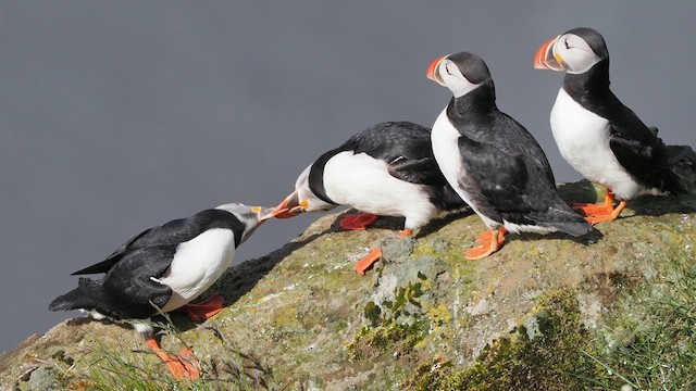 Atlantic Puffin - ML626406839