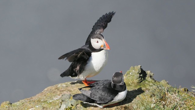 Atlantic Puffin - ML626406855