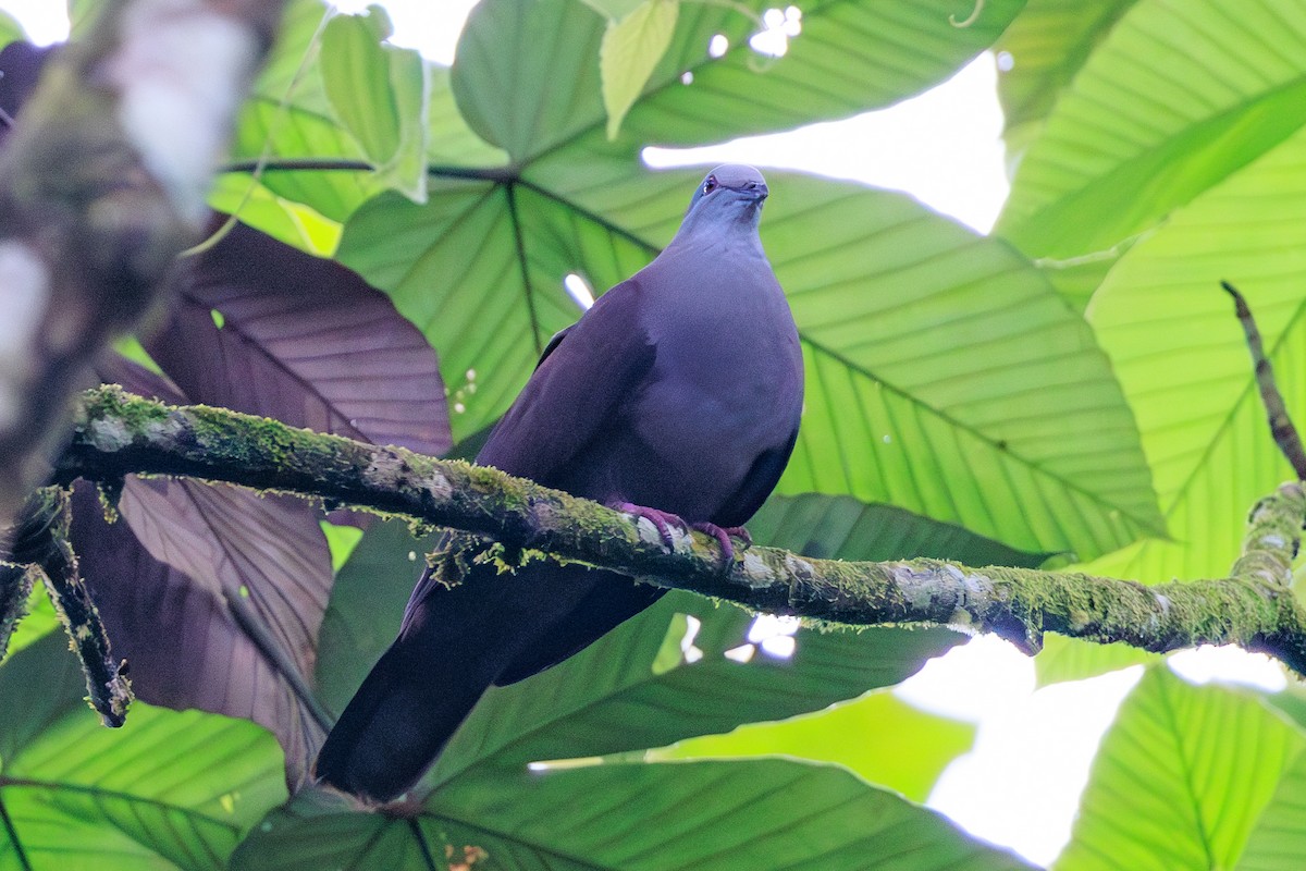 Dusky Pigeon - ML626406877