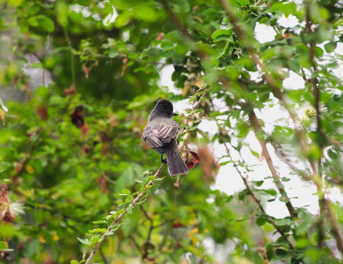 Sooty-crowned Flycatcher - ML626407225