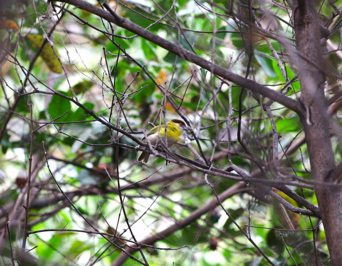 Rufous-browed Peppershrike - ML626407238