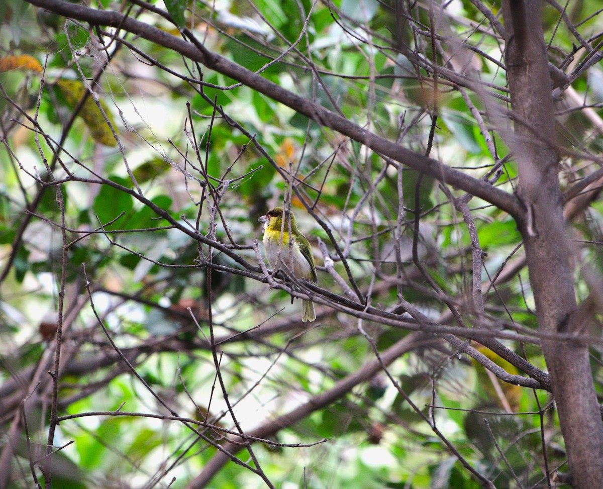 Rufous-browed Peppershrike - ML626407254