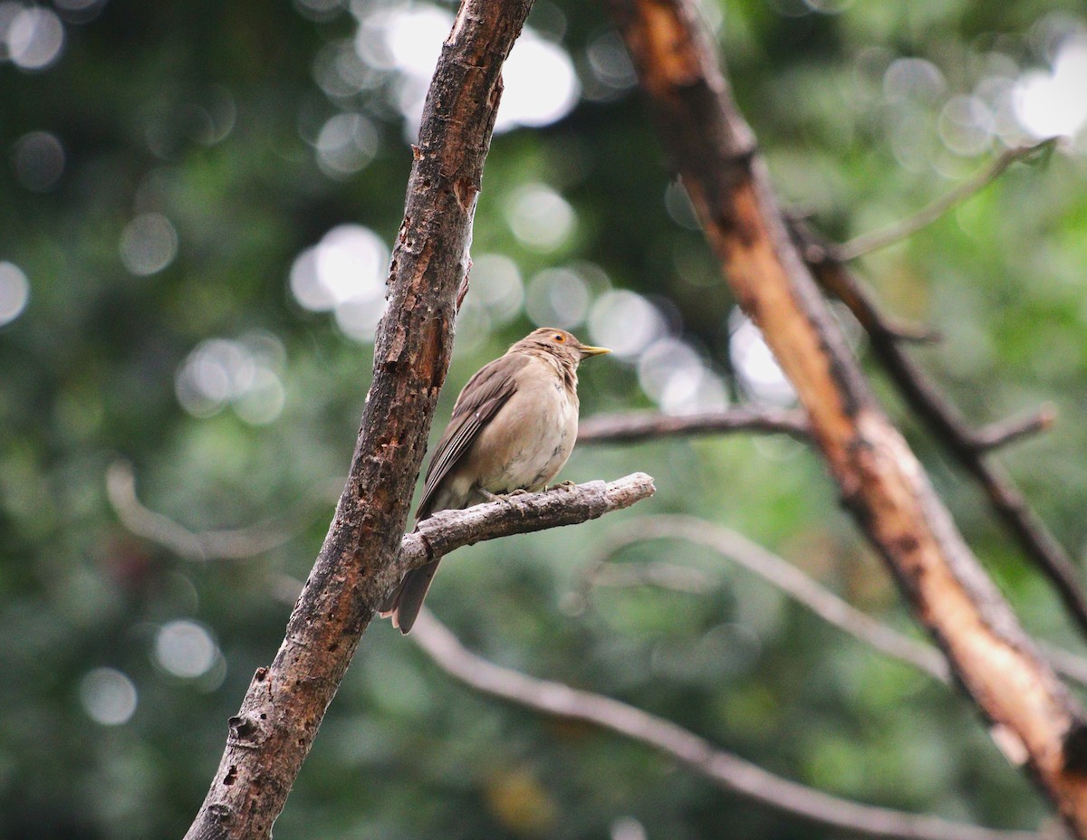 Ecuadorian Thrush - ML626407292