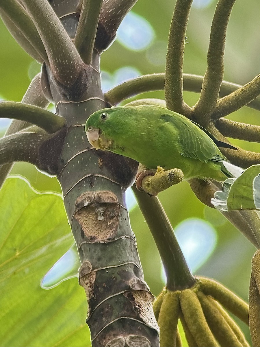 Riparian Parrotlet - ML626407333