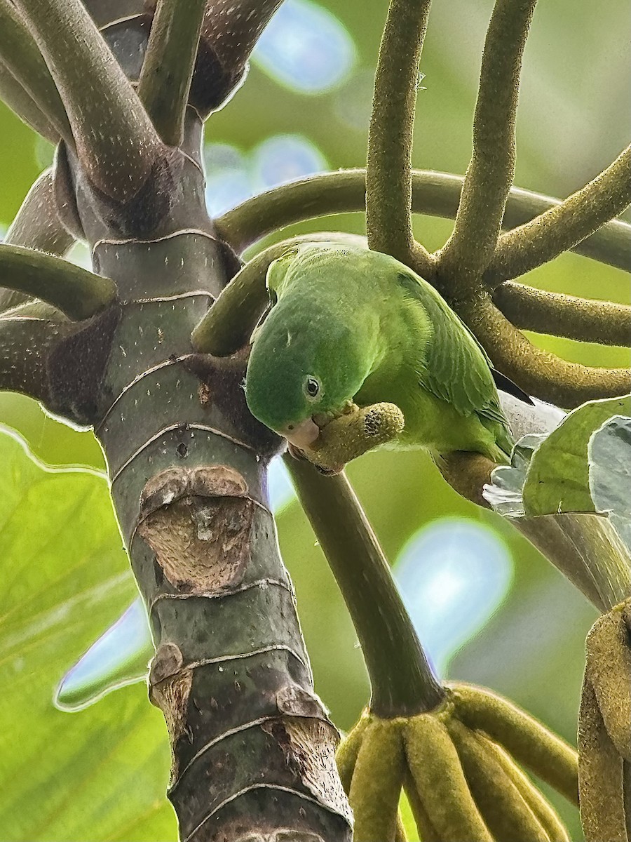 Riparian Parrotlet - ML626407334