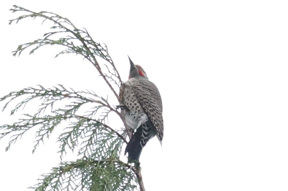 Northern Flicker - ML626407364