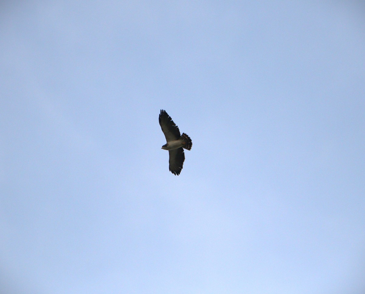 Short-tailed Hawk - ML626407382