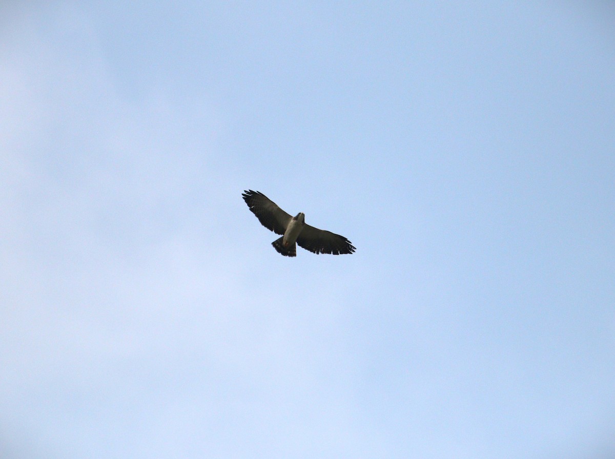 Short-tailed Hawk - ML626407391