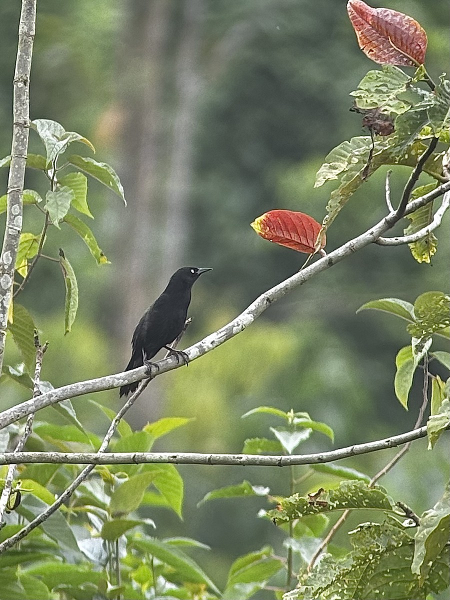 Pale-eyed Blackbird - ML626407434
