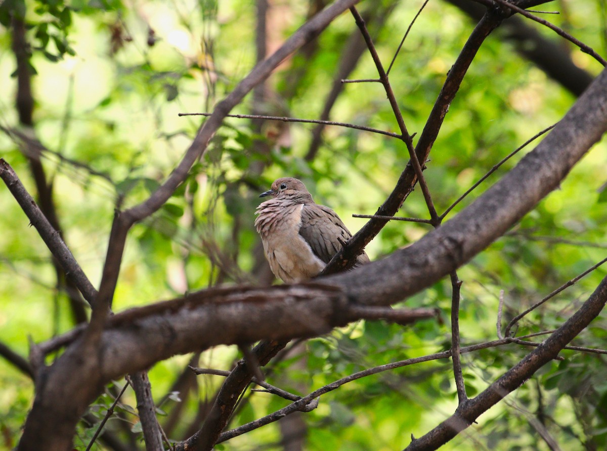 White-tipped Dove - ML626407436