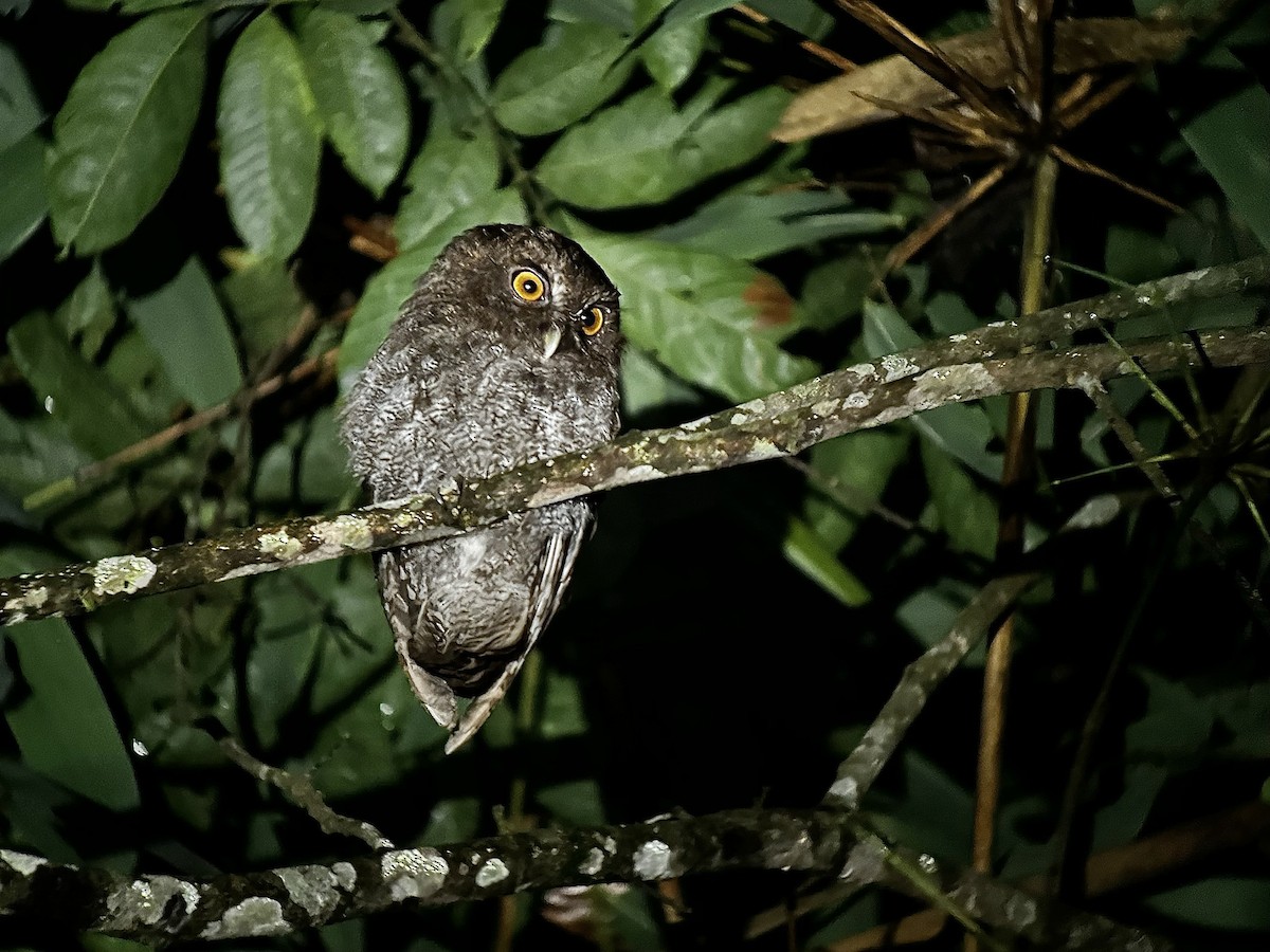 Foothill Screech-Owl - ML626407468
