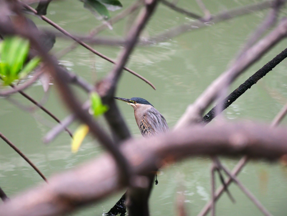 Striated Heron - ML626407470