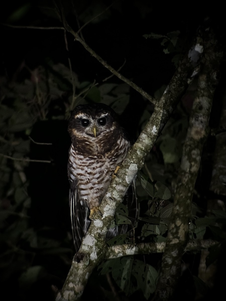 Band-bellied Owl - ML626407471