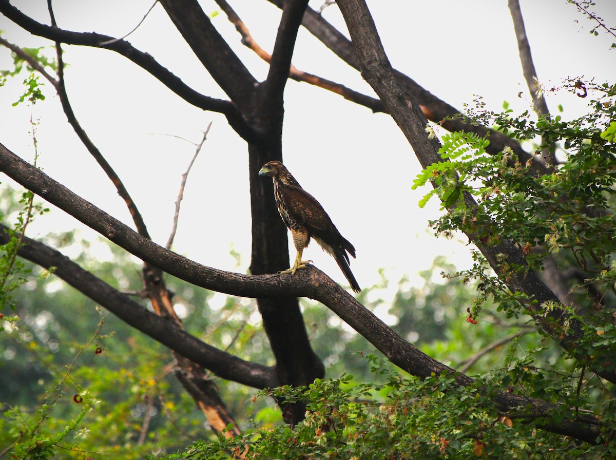 Harris's Hawk - ML626407498