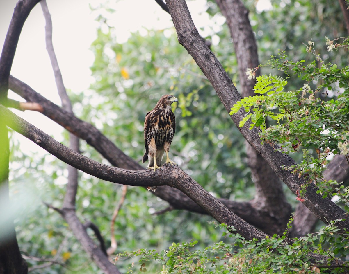 Harris's Hawk - ML626407506