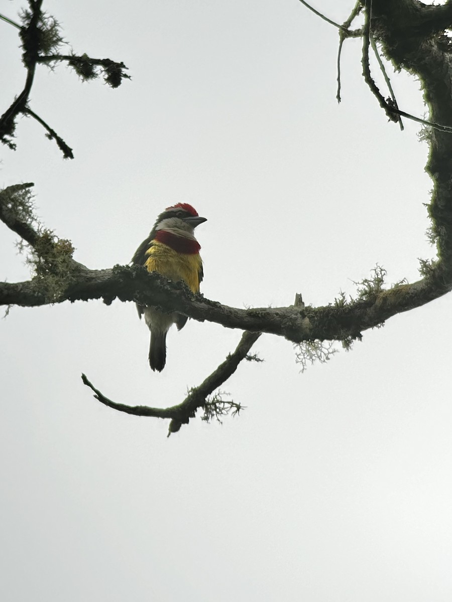 Scarlet-banded Barbet - ML626407507