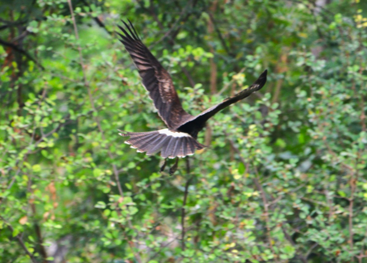 Harris's Hawk - ML626407509