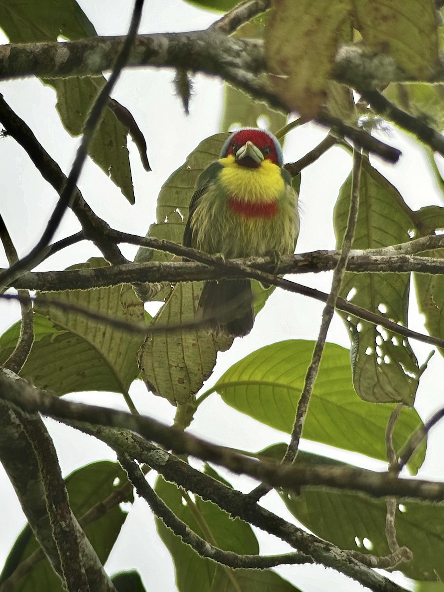 Versicolored Barbet - ML626407511