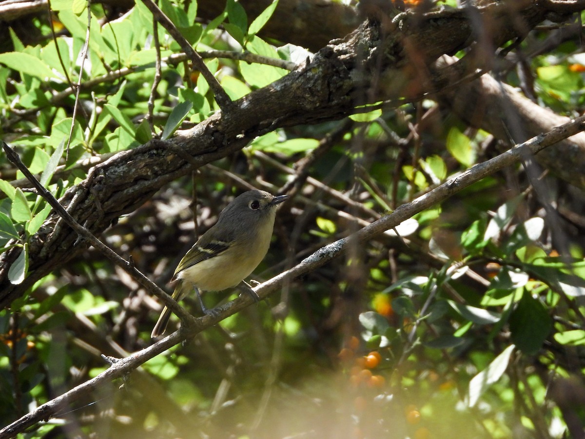 Dwarf Vireo - ML626407576