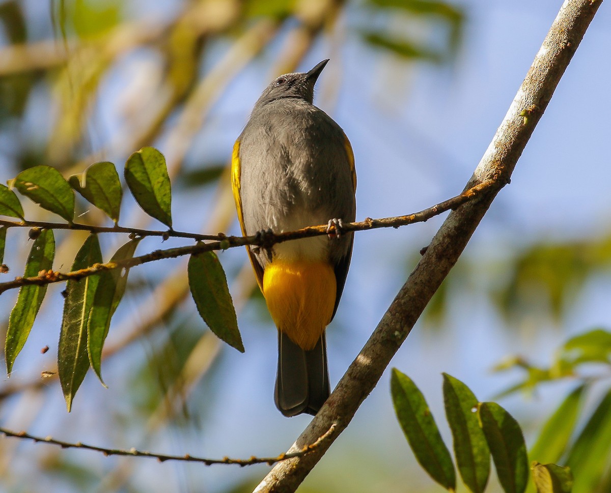 Gray-bellied Bulbul - ML626407640