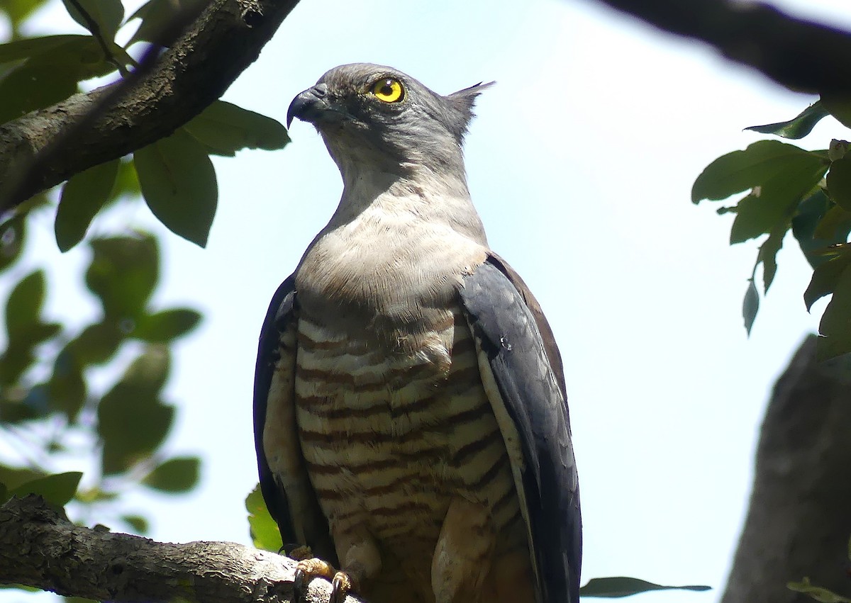 Pacific Baza - ML626407700