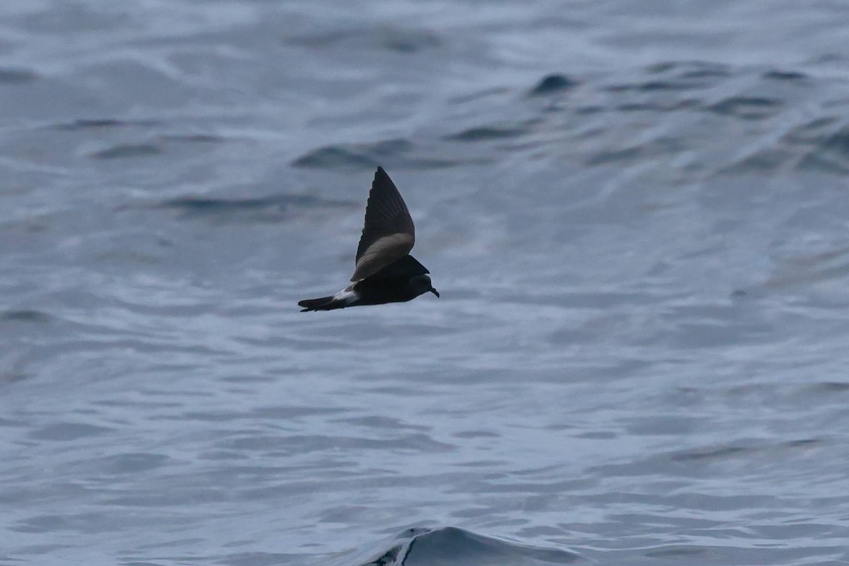 Leach's Storm-Petrel - ML626407821