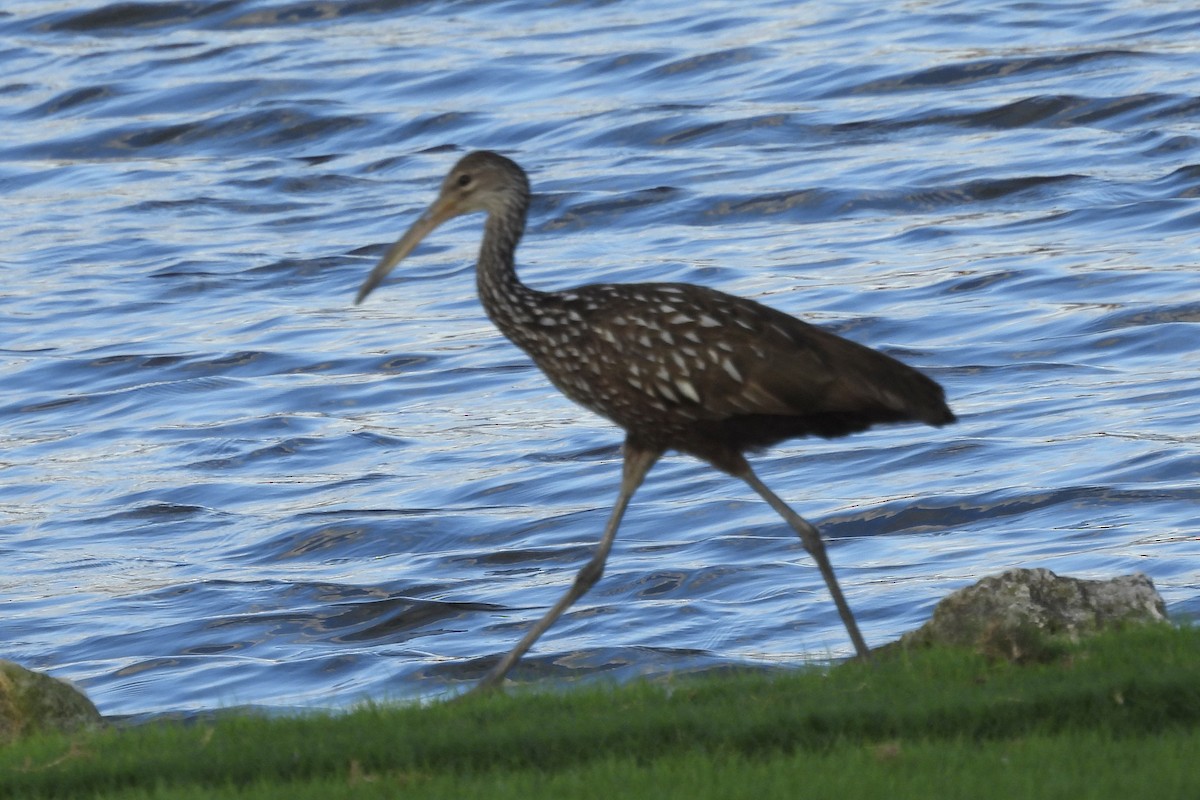 Limpkin - ML626407845