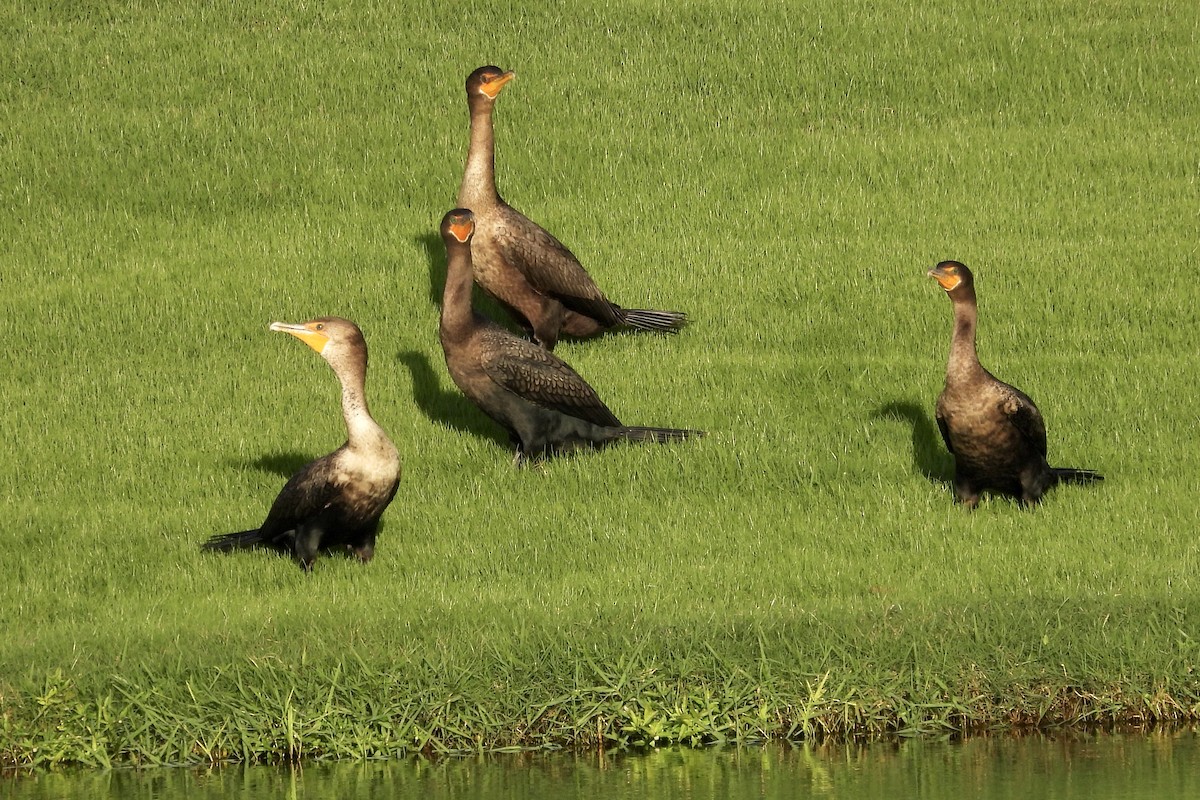 Double-crested Cormorant - ML626407851