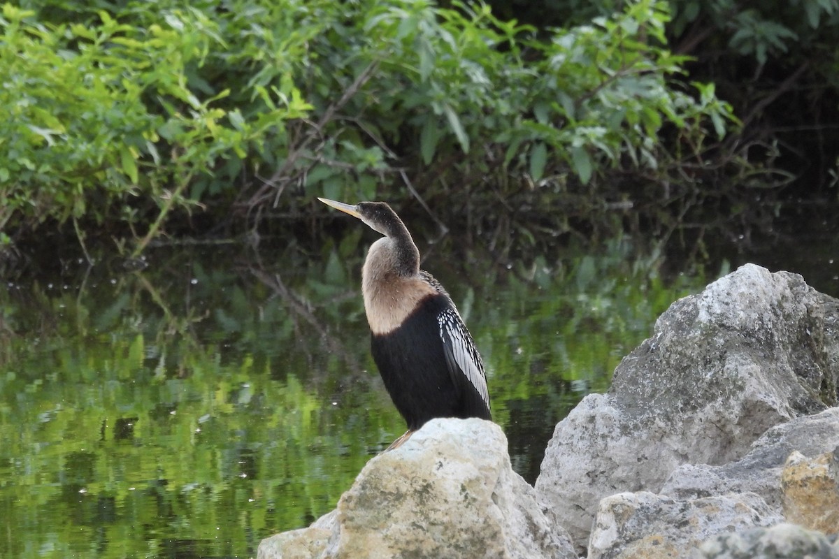 Anhinga - ML626407857