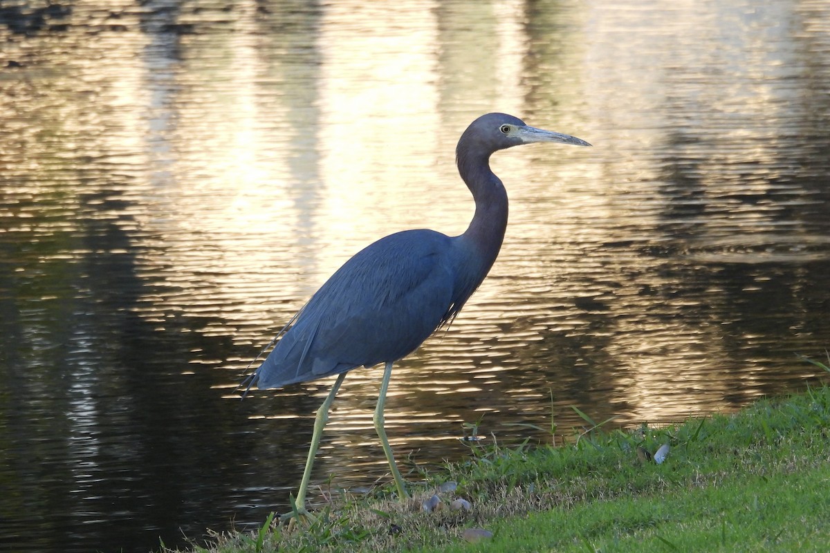 Little Blue Heron - ML626407872