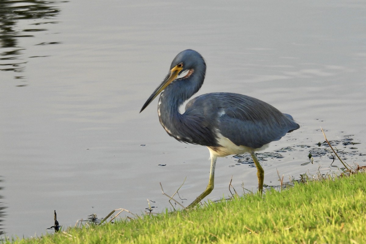 Tricolored Heron - ML626407874