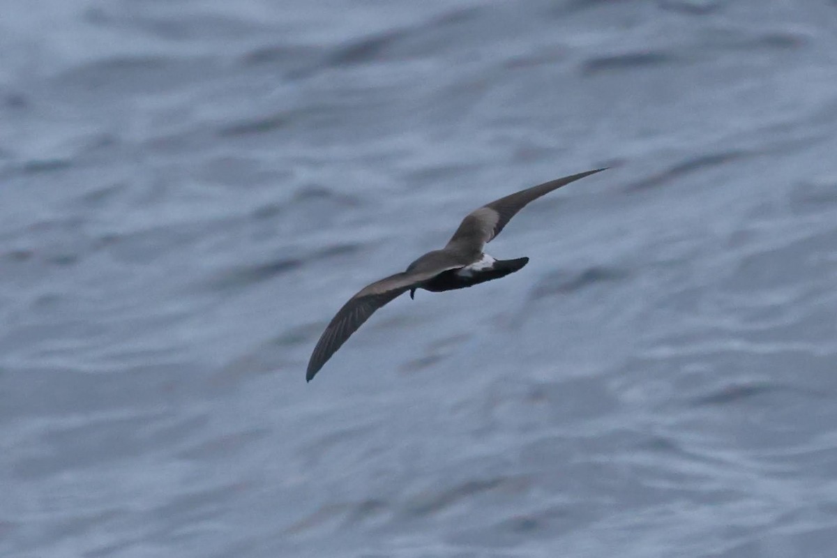 Leach's Storm-Petrel - ML626407877