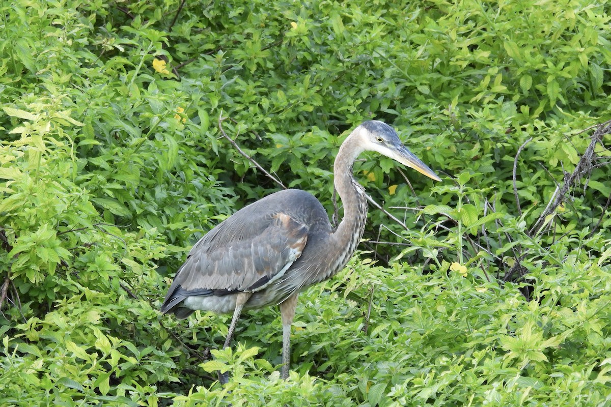 Great Blue Heron - ML626407881