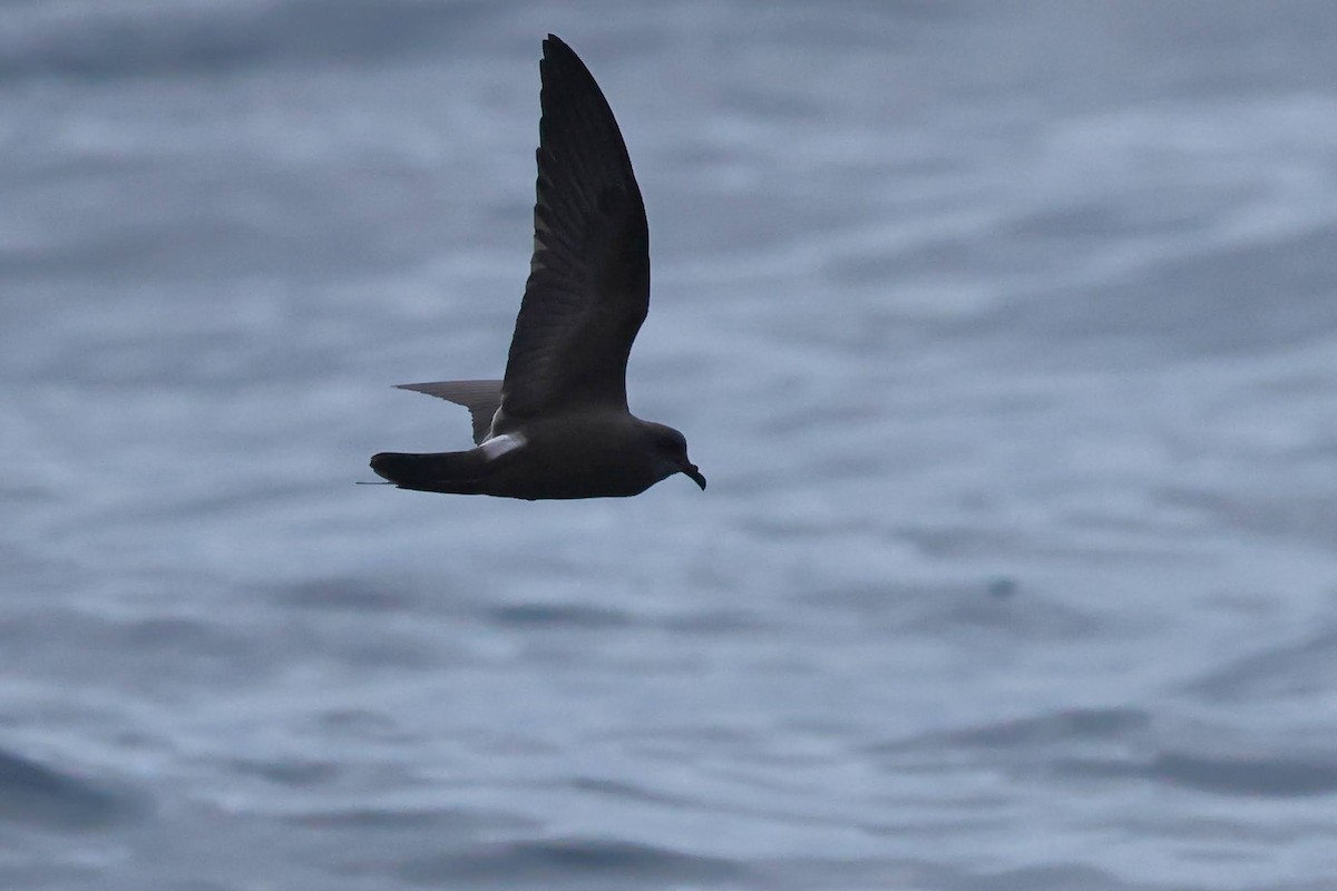 Leach's Storm-Petrel - ML626407892