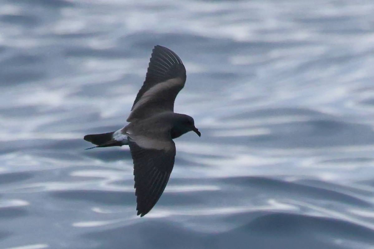 Leach's Storm-Petrel - ML626407905