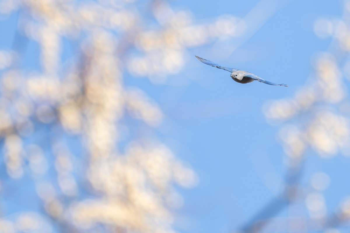 Mountain Bluebird - ML626408391