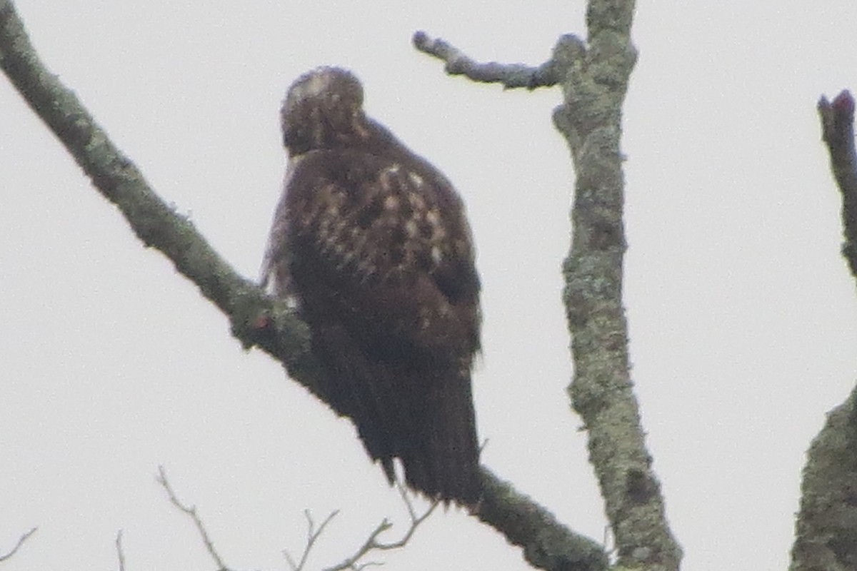 Red-tailed Hawk - ML626408945